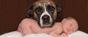 Giv hund og baby en tryg start på livet sammen