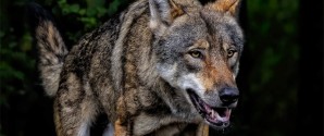 Agillix: Flere ulve i naturen bliver en udfordring for både mennesker og dyr