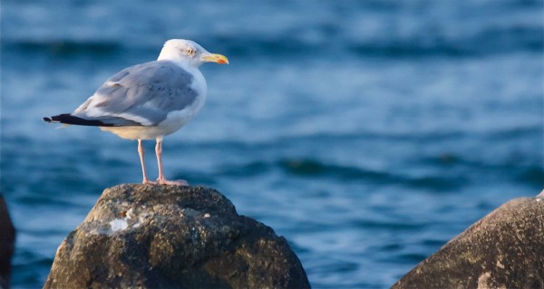 Skagen Fotoklub præsenterer ugens foto