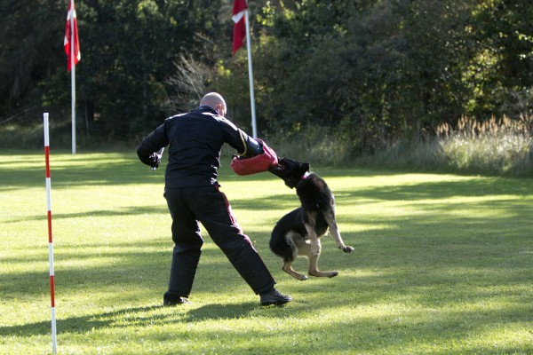 Danmarksmesterskabet for politihunde kommer til Hulsig