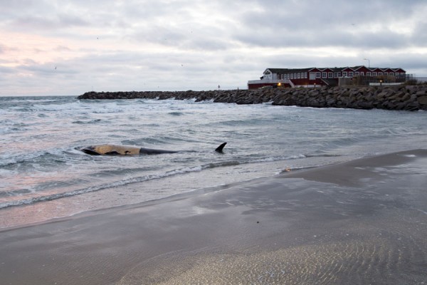 Død hval drevet i land på Sønderstrand
