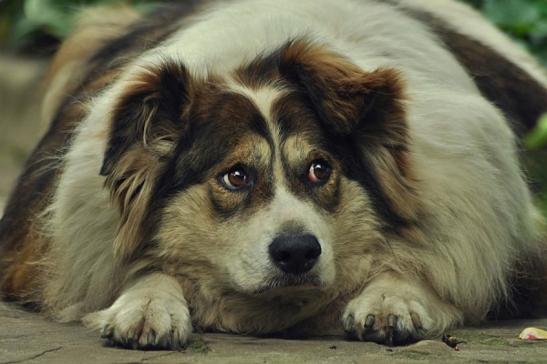 Mæt af kærlighed: Overvægt truer danske hunde