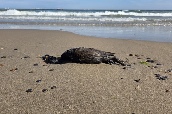 Kraftig diesellugt ved stranden i Damstederne OPD.