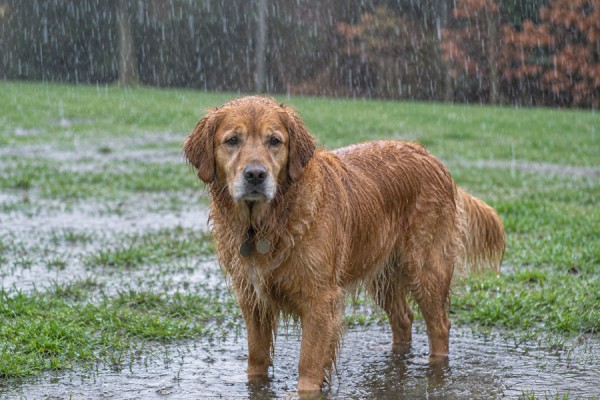 Regn og rotter kan øge risikoen for farlig hundesygdom