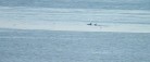 Delfin-flok videofilmet ved Grenen