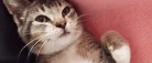 Kattekilling kan afhentes gratis