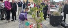 Egetræ til Kulturhus Kappelborg