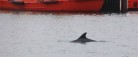 Delfin overvintrer inderst i Skagen Havn!