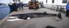 Vågehval gik i bundgarnene