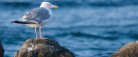 Skagen Fotoklub præsenterer ugens foto
