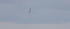 Albatrossen er nået Skagen!