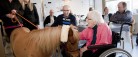 Hest på besøg i Plejeboligerne på Lindevej