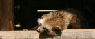 Bestanden af mårhunde stiger eksplosivt
