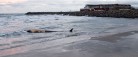 Død hval drevet i land på Sønderstrand