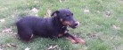 Bortløbet hund: DUSØR !!! KR. 5000  OPD.