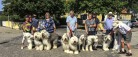 Old English Sheepdog Klubben kommer til Skagen