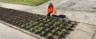 Skagen har fået et blomstrende og insektvenligt staudebed