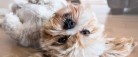 Sådan får du hunden tilbage til hverdagen