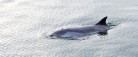 “Flipper” tiltækker sig opmærksomhed