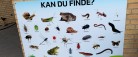 Mattisborgen forbereder krible/ krable miljø på legepladsen