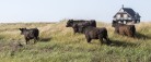 Natur i balance – græsning på Grenen