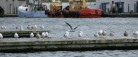 Skagen Havn klar med redegørelse for bæredygtighed for 2020