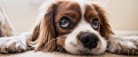 Flere anskaffer sig en hund men glemmer ansvarsforsikringen