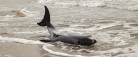 Strandet delfin aflivet