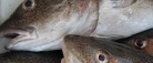 DN: Kamera på fiskefangster giver torsken en chance for comeback