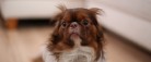 Undgå at hunden får nytårsangst