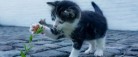 Se listen: Her er årets mest populære kattenavne