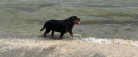 Dyrlægens anbefalinger: Sådan beskytter du din hund i sommervarmen