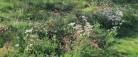 Læser opfordre til biodiversitet