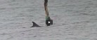 Delfinen “Skywalker” i Skagen Havn