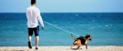 Naturhensyn skærper reglerne: Nu skal hunden i snor på stranden
