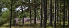 Naturvandring i Skagen Klitplantage