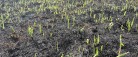 Branden i Skagen Klitplantage, – hvad nu?