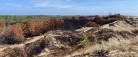 Skagen Klitplantage – efter branden