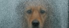Efterlad aldrig din hund i en kold bil