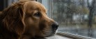 Sommerferien er slut: Forebyg alene hjemme-problemer hos din hund
