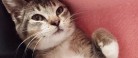 Kattekilling kan afhentes gratis