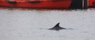 Delfin overvintrer inderst i Skagen Havn!