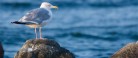 Skagen Fotoklub præsenterer ugens foto