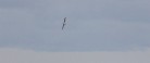 Albatrossen er nået Skagen!