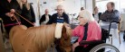 Hest på besøg i Plejeboligerne på Lindevej