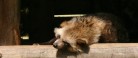 Bestanden af mårhunde stiger eksplosivt