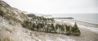 1100 stk. bjergfyr toppe plantet på stranden