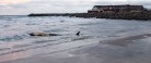 Død hval drevet i land på Sønderstrand