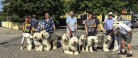 Old English Sheepdog Klubben kommer til Skagen