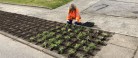 Skagen har fået et blomstrende og insektvenligt staudebed